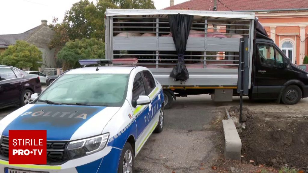 Situație fără precedent în județul Arad. 34 de porci ar trebui să fie eutanasiați, însă autoritățile nu au banii necesari