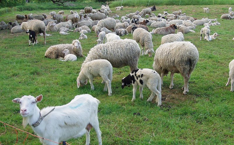 Campanie de vaccinare împotriva variolei ovine și caprine: Au sosit 25.000 de doze în județ