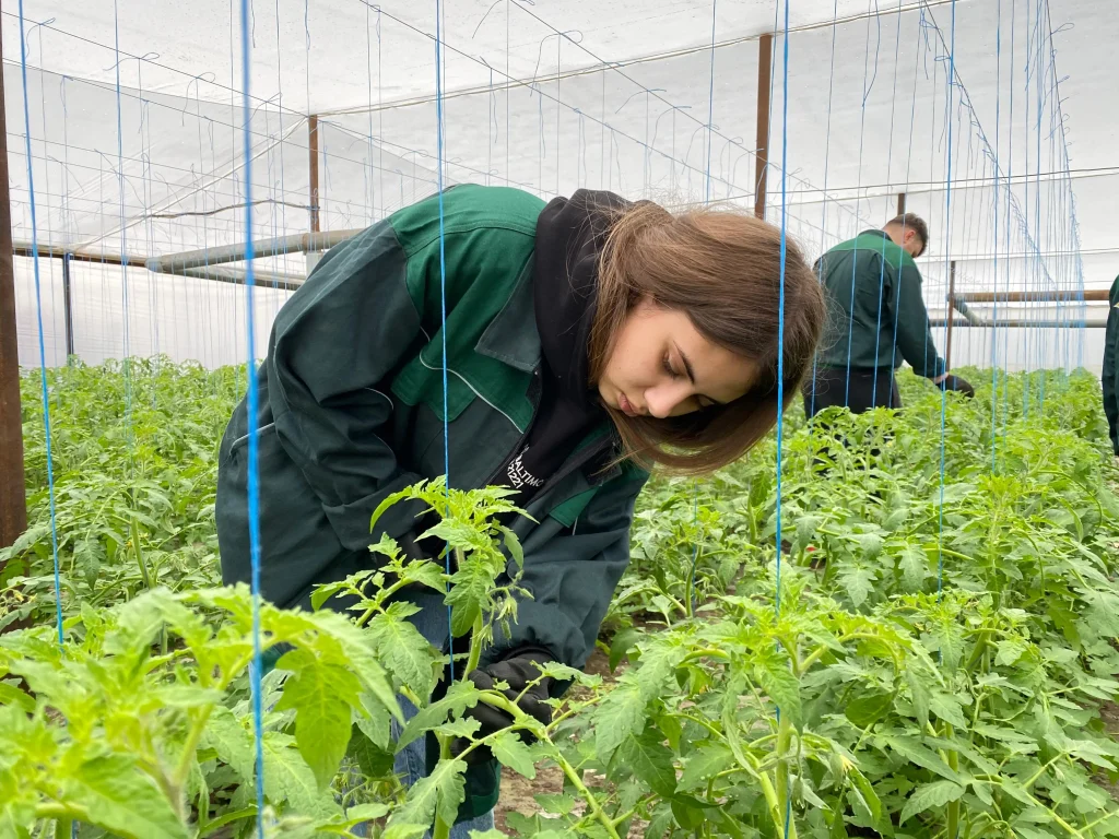 Joburile din agricultura românească: „Mai puțină forță de muncă” / „Se caută tractoare autonome”
