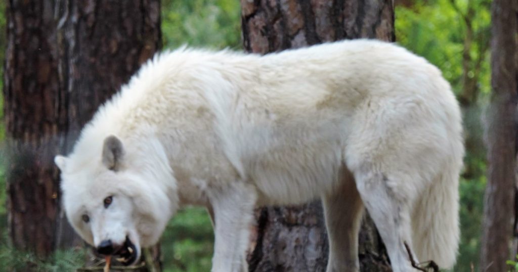 Incident grav în Germania. O fetiță de 8 ani, atacată de un lup într-un parc zoologic