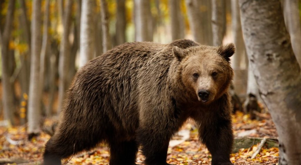 Nouă urși, împușcați în Covasna dintr-un total de 86 aprobați prin cota de prevenție
