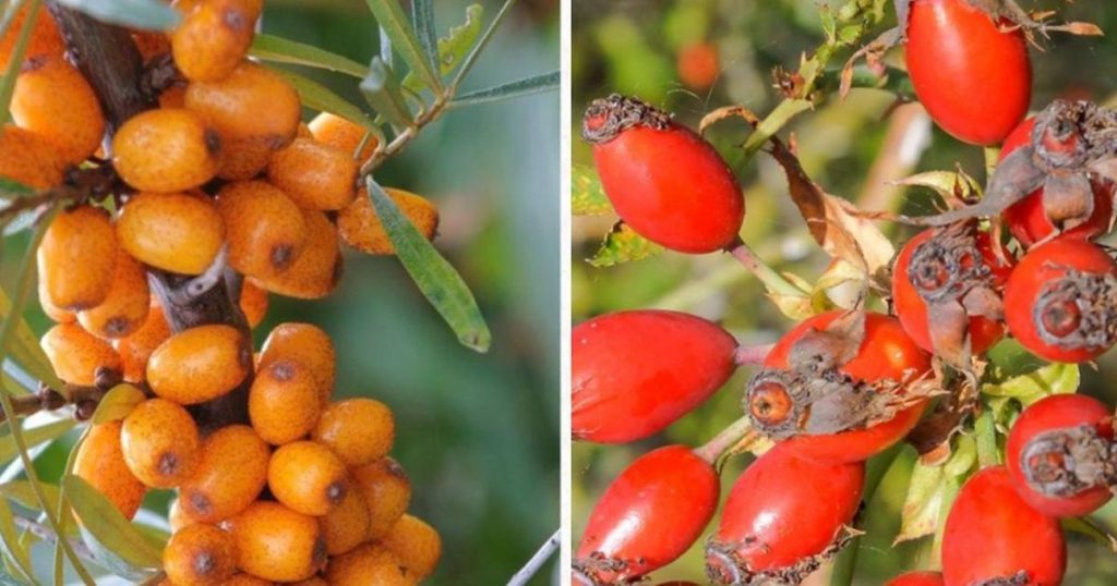 Cele mai căutate două fructe în sezonul rece. Bogate în vitamina C şi antioxidanţi