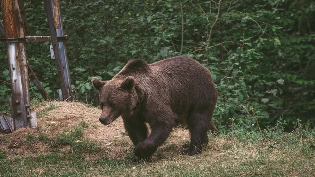 Ursoaică cu trei pui, semnalată într-o localitate din Sibiu