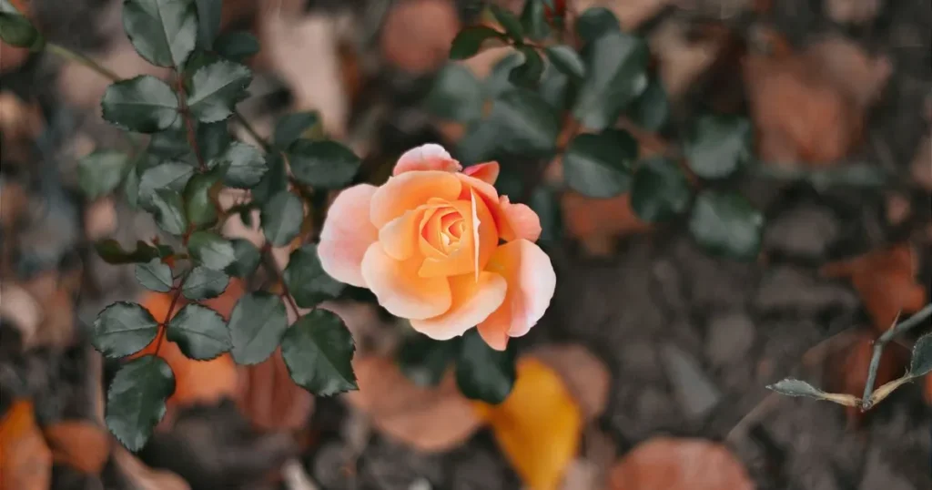 Plantele care nu trebuie tăiate toamna. Ce se poate întâmpla cu ele dacă le tunzi înainte de îngheț