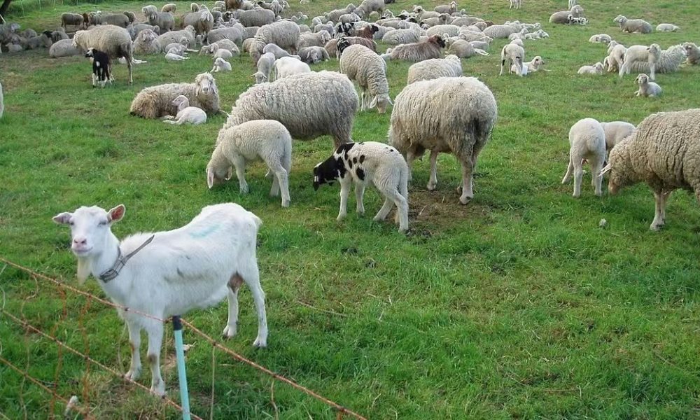 ANUNȚ IMPORTANT PENTRU CRESCĂTORII DE OVINE ȘI CAPRINE